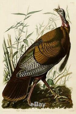 No. 1 Wild Turkey Audubon Print Repro Havell Edition Double Elephant Folio