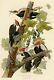 No. 111 Pileated Woodpecker Audubon Print Repro Havell Ed. Double Elephant Folio