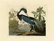 No. 217 Louisiana Heron Audubon Print Repro Havell Edition Double Elephant Folio