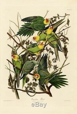 No. 26 Carolina Parrot Audubon Print Repro Havell Edition Double Elephant Folio