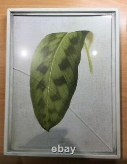OKA Set of Exotic Leaf Framed Prints