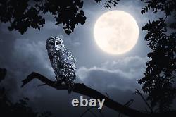 OWL ILLUMINATED BY FULL MOON Canvas Wall Art Picture Print