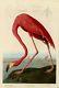 Plate 431 American Flamingo Audubon Repro Havell Edition Double Elephant Folio