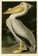 Plt311 American White Pelican Audubon Repro Havell Edition Double Elephant Folio
