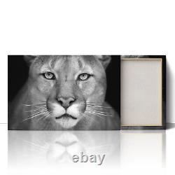 Puma Wild Cat Canvas Print Picture Framed Wall Art Poster Paper Staring Cougar