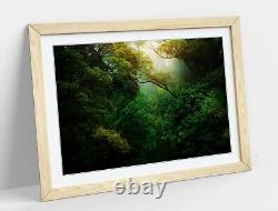 Rainforest 1 Canvas Wall Art Float Effect/frame/picture/poster Print- Green