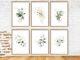 Set Of 6 Prints- Botanical Green Gold Effect Art Print Flower Leaves Poster