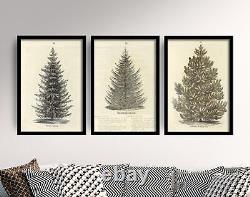 Set of Three Vintage Tree Drawings Art Print Poster Ellwanger Larch Pine