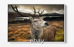 Stag 2 Large Canvas Wall Art Float Effect/frame/picture/poster Print-brown