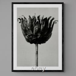 Star Thistle Vintage Black and White Photography Floral Poster Art Print