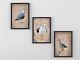 Three Seagull Paintings, Coastal Art, Bird Print, Triptych, Seaside Artwork