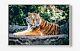 Tiger 3 Large Canvas Wall Art Float Effect/frame/picture/poster Print- Orange