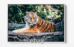 Tiger 3 Large Canvas Wall Art Float Effect/frame/picture/poster Print- Orange