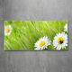 Tulup Glass Print Wall Art Image Picture 120x60cm Daisies