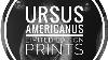 Ursus Americanus Limited Edition Prints