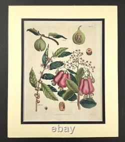 1812 Antique Coloré À La Main Gravure Botanique Cashew Nut Tree Nutmeg Café