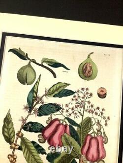 1812 Antique Coloré À La Main Gravure Botanique Cashew Nut Tree Nutmeg Café