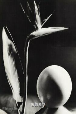 1934 Original Man Ray Fleur Egg Surreal Still Life Photo Gravure Fine Art 20x16