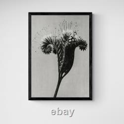Affiche d'art d'impression en noir et blanc de photographie florale vintage de Lacy Phacelia