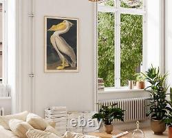 Art mural du Pélican blanc américain, impression d'illustration d'oiseau vintage par John James