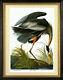 Audubon Grand Héron Bleu 30x44 Audubon Fine Art Print Edition Numérotée À La Main