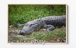 Crocodile Grande Toile Wall Art Float Effet/image/affiche Imprimé- Vert