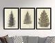 Ensemble De Trois Affiches D'art Imprimé De Dessins D'arbres Anciens Ellwanger Larch Pine