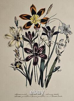 Fleurs de Sparaxis, Impression lithographique botanique antique (Pl 15) Mme Jane Loudon