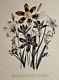 Fleurs De Sparaxis, Impression Lithographique Botanique Antique (pl 15) Mme Jane Loudon