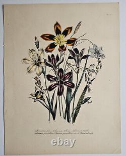 Fleurs de Sparaxis, Impression lithographique botanique antique (Pl 15) Mme Jane Loudon