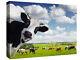 Funny Rural Cow Box Canvas Mur D'art Imprimer L'image Toutes Les Tailles Disponibles