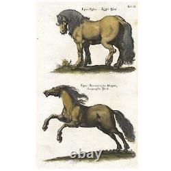 Gravure en couleur rare en grand format de MERIAN & JONSTON de 1655 sur les chevaux de l'HISTORIA NATURALIS II