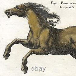 Gravure en couleur rare en grand format de MERIAN & JONSTON de 1655 sur les chevaux de l'HISTORIA NATURALIS II