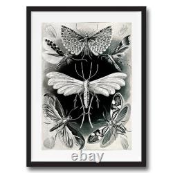 Illustration d'insecte animal de papillons noirs et blancs, impression d'art mural ancienne et rétro.