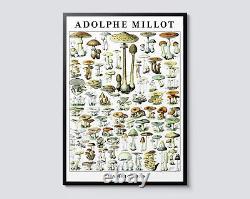 Illustration de champignons millésimée d'Adolphe Millot, impression d'art mural de plante botanique