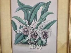 Imprimé Botanique Plantes Orchidéeuses Andrews, Jas. Dessins Et Lithographies