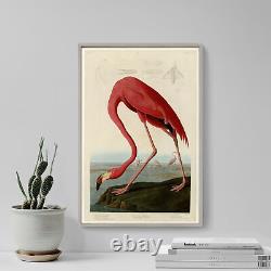 John James Audubon Flamant rose américain (1832) Affiche d'art imprimée Birds of America