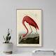 John James Audubon Flamant Rose Américain (1832) Affiche D'art Imprimée Birds Of America