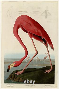 John James Audubon Flamant rose américain (1832) Affiche d'art imprimée Birds of America