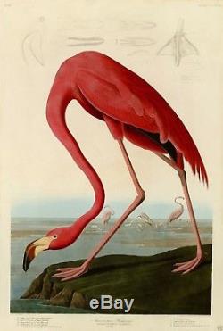 Plate 431 American Flamingo Audubon Repro Havell Edition Double Elephant Folio