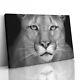 Puma Toile De Chat Sauvage Imprimé Photo Encadrée Murale Affiche D'art Paper Staring Cougar