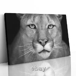 Puma Toile De Chat Sauvage Imprimé Photo Encadrée Murale Affiche D'art Paper Staring Cougar