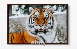 Tiger 2 Grande Toile Wall Art Float Effet/cadre/image/affiche Imprimé- Orange