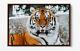 Tiger 2 Grande Toile Wall Art Float Effet/cadre/image/affiche Imprimé- Orange