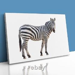 Zebra Staring Close Up Canvas Imprimé Photo Encadrée Wall Art Poster Lone Figurine